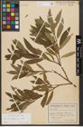 Foto von Salix triandra subsp. triandra L.